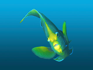 Ein Kaiserfisch in malerischer Pose, freigestellt vor blau verlaufendem Hintergrund....