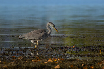 Grey heron