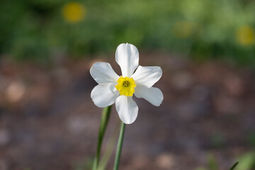 spring flowers daffodils blossomed in garden. white narcissus flowering