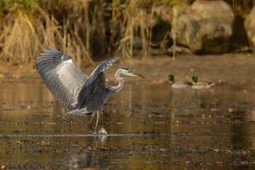 The heron is going to hunt
