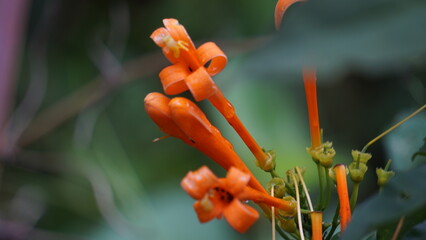 Pyrostegia venusta (flamevine, orange trumpet vine, Bignonia tecomiflora, Tecoma venusta, Bunga...