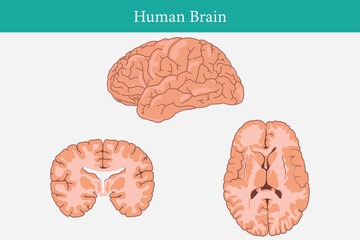 set vector illustration  of human brain. cross section of human brain. Vector education illustration. eps 10