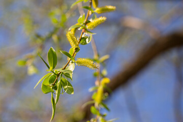 Golden Weeping Willow flower - Latin name - Salix alba subsp. vitellina Pendula