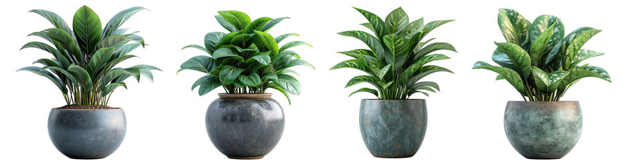 Tropical house plant in modern pot or vase isolated on transparent background generative ai - Powered by Adobe