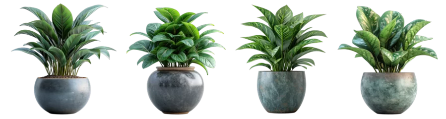 Zelfklevend Fotobehang Tropical house plant in modern pot or vase isolated on transparent background generative ai © GHart