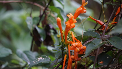 Pyrostegia venusta (flamevine, orange trumpet vine, Bignonia tecomiflora, Tecoma venusta, Bunga Agustus). traditional Brazilian medicine, this plant is used as infusion or decoction