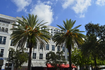Paisagem urbana com palmeiras