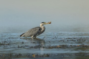 heron - successful hunting