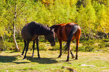 two brown horses against a background of green beautiful nature - 727791173