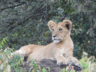 Lion cub in Kenya