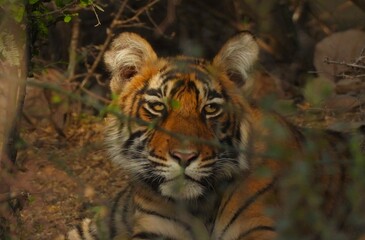 Tiger cub in the jungles of India