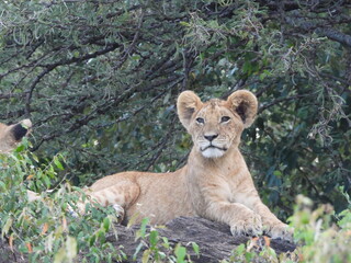 Lion cub in Kenya