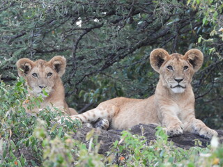 Young lion cubs forming a new coalition in the wild of Kenya