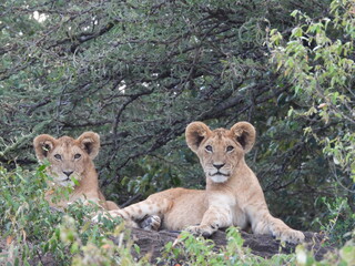 Young lion cubs forming a new coalition in the wild of Kenya
