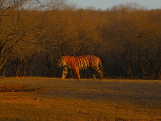 Tiger in the wild of India