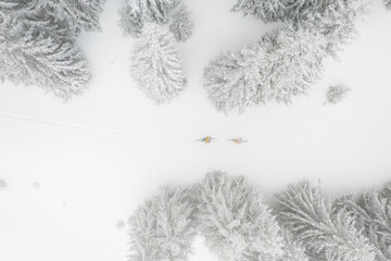 Drone photograph with ski touring skier crossing through pine tree forest during heavy snowfall - 727792902