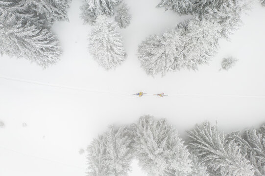 Drone photograph with ski touring skier crossing through pine tree forest during heavy snowfall