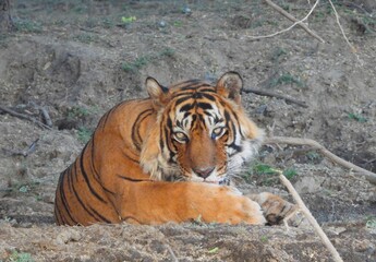Fototapeta premium Tiger in the wilds of India