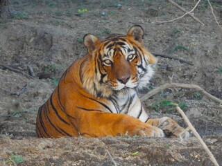 Fototapeta premium Tiger in the wilds of India