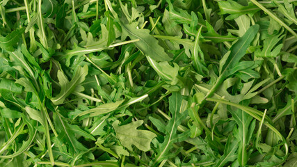 Fresh leaves of arugula as a background.