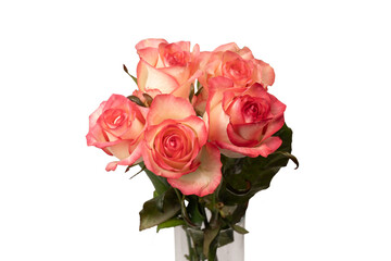 Pink and white  beautiful rose isolated on a white background.
