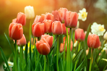 tulipany pomarańczowe, wiosenne kwiaty w promieniach wschodzącego słońca w ogrodzie	