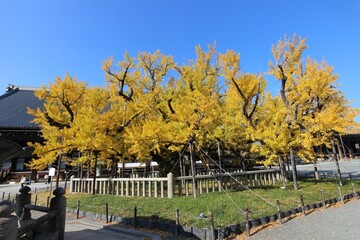 Naklejka premium Large ginkgo tree in Nishi Hongwanji Temple, Kyoto, Japan