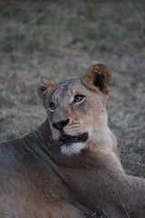 portrait lion
