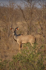 koudou savane afrique