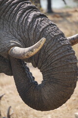 &eacute;l&eacute;phant safari afrique