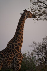 girafe afrique