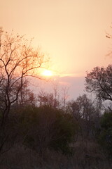 Fototapeta na wymiar coucher de soleil afrique