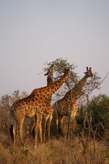 Naklejka na ściany i meble girafe afrique