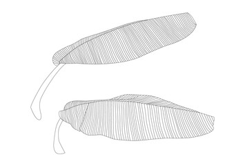 Line banana leaf lined design fresh on white background illustration vector
