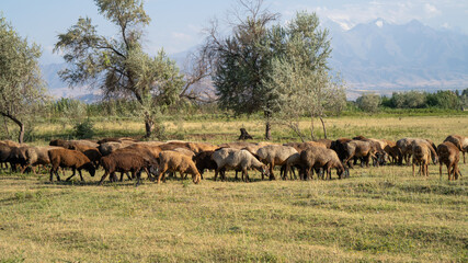 Naklejka na ściany i meble A herd of reddish sheep grazing in the valley in front of the mountains..It's summer, and in the distance, tall mountains are visible...