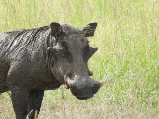 Warthog headshot