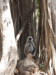 Langur monkey in the jungle of Ranthambore National Park
