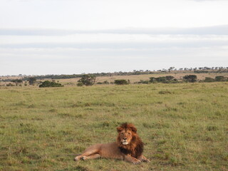 Male Lion in the Masai Mara