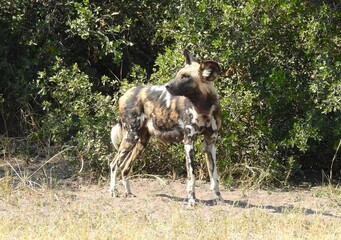Wild dog Alpha female 