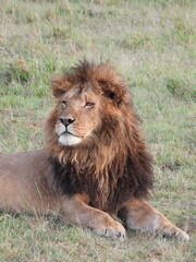King of the Jungle in Botswana