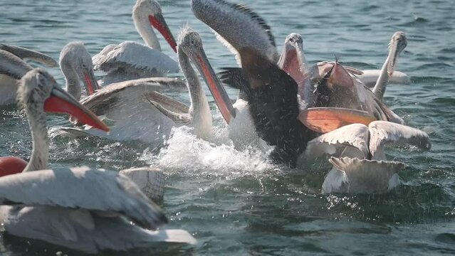 Pelicans Feeding in the Sea Fight
