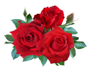 Red rose flowers bouquet for wedding or greeting card composition isolated on transparent background