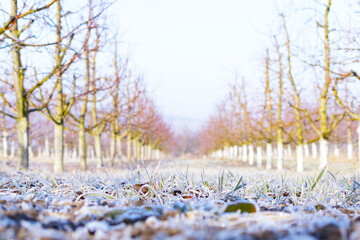 Morning frost on grass and trees in apple orchard. Orchard blur with soft light for background.