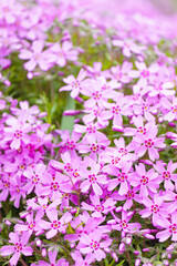 Close-up of pink Moss phlox flowers pink verbena on a blurred background.