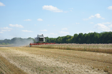 Combine harvesting wheat on the field
