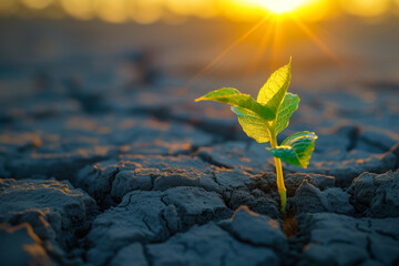 a seedling growing up from middle of a hot dry desert. shining a light for new business growth through innovative. to unlock future growth with solutions, agile strategies,partnerships - obrazy, fototapety, plakaty