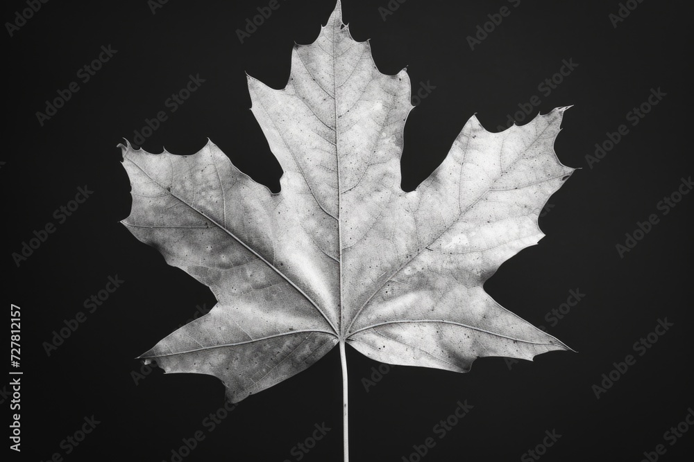 Poster a close-up black and white photo of a leaf. suitable for various nature-related projects