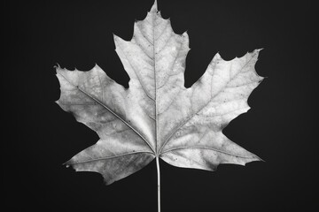 A close-up black and white photo of a leaf. Suitable for various nature-related projects