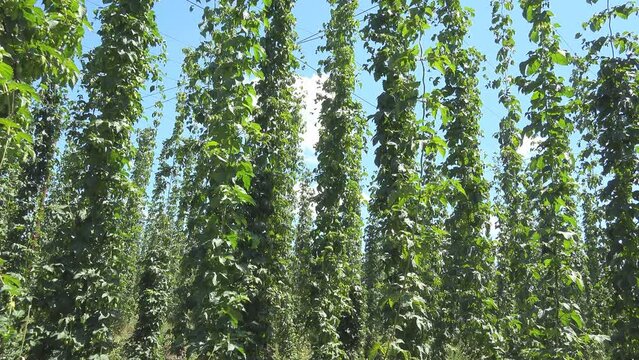 Hop vine plants (Humulus) climbing the ropes of organic culture