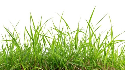 Close-up view of a bunch of green grass. Can be used to depict nature, environment, or landscaping